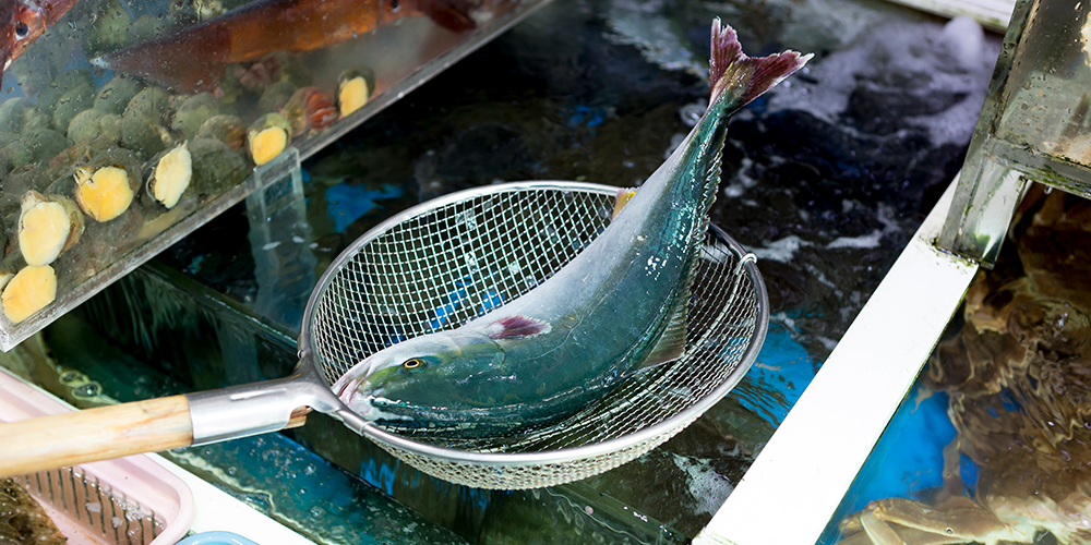 Catching fresh fish