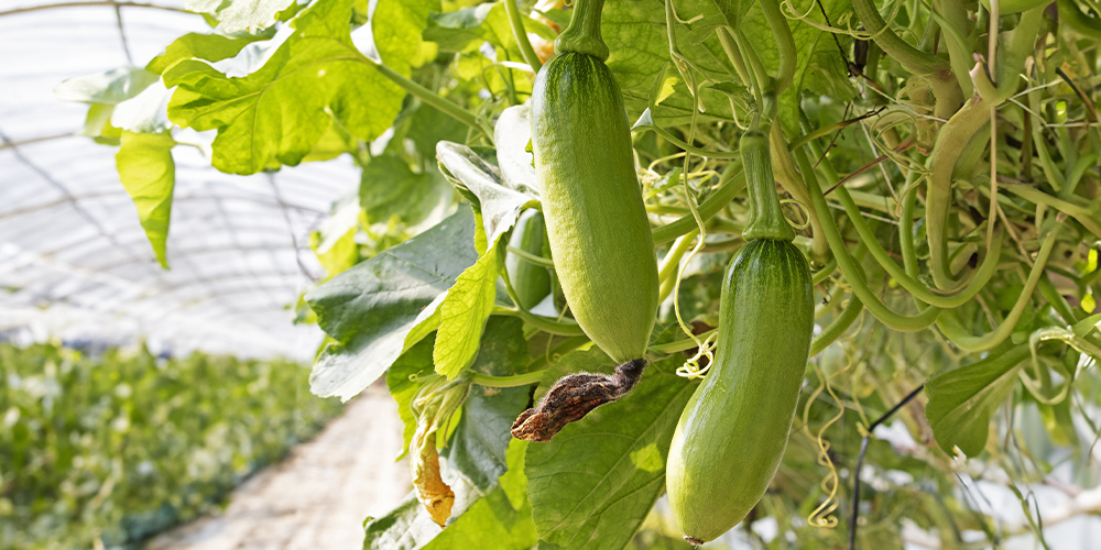 How zucchini grows