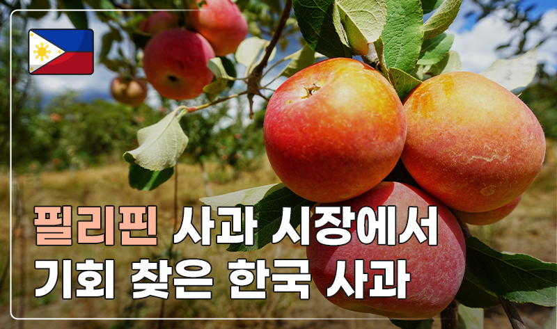 필리핀 사과 시장에서 기회 찾은 한국 사과