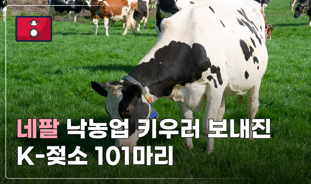 네팔 낙농업 키우러 보내진 K-젖소 101마리
