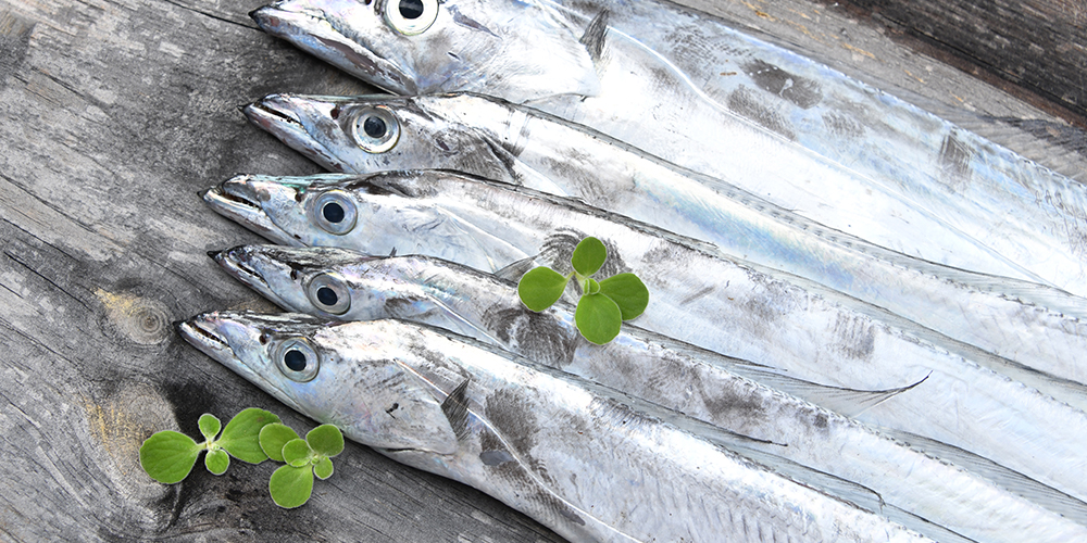 hairtail fish photo