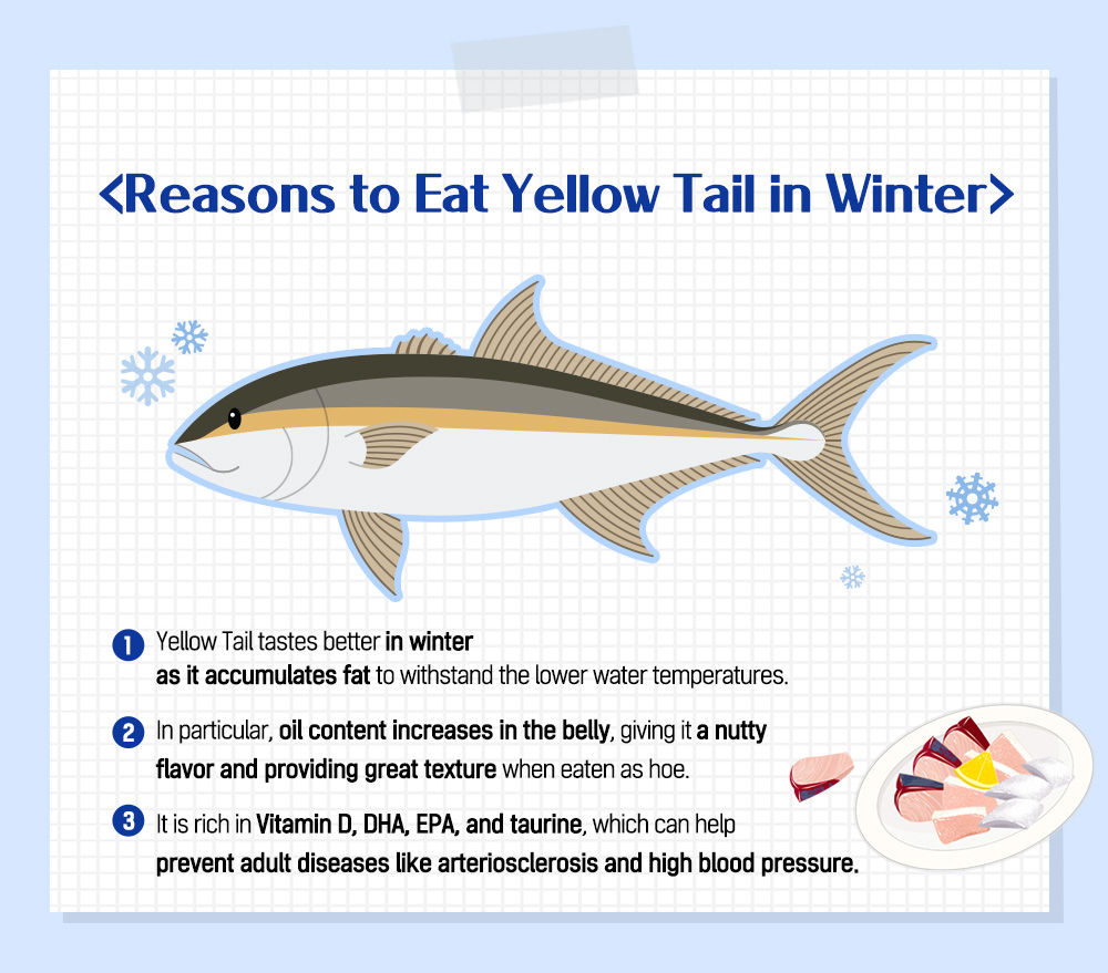 Reasons to Eat Yellow Tail in Winter 1 Yellow Tail tastes better in winter as it accumulates fat to withstand the lower water temperatures. 2 In particular, oil content increases in the belly, giving it a nutty flavor and providing great texture when eaten as hoe. 3 It is rich in Vitamin D, DHA, EPA, and taurine, which can help prevent adult diseases like arteriosclerosis and high blood pressure.