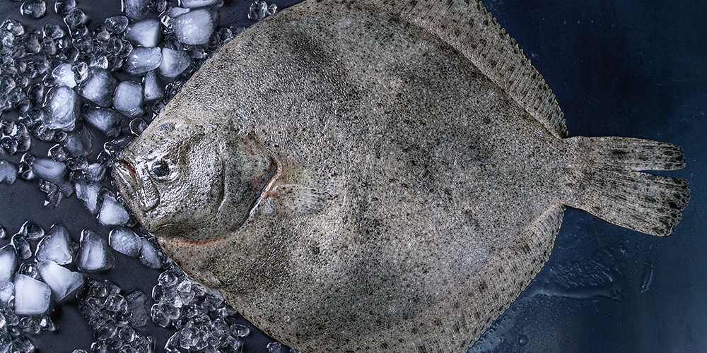 photo of flounder