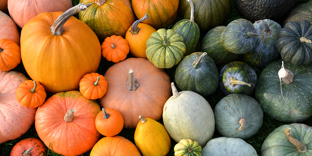 pumpkin pictures