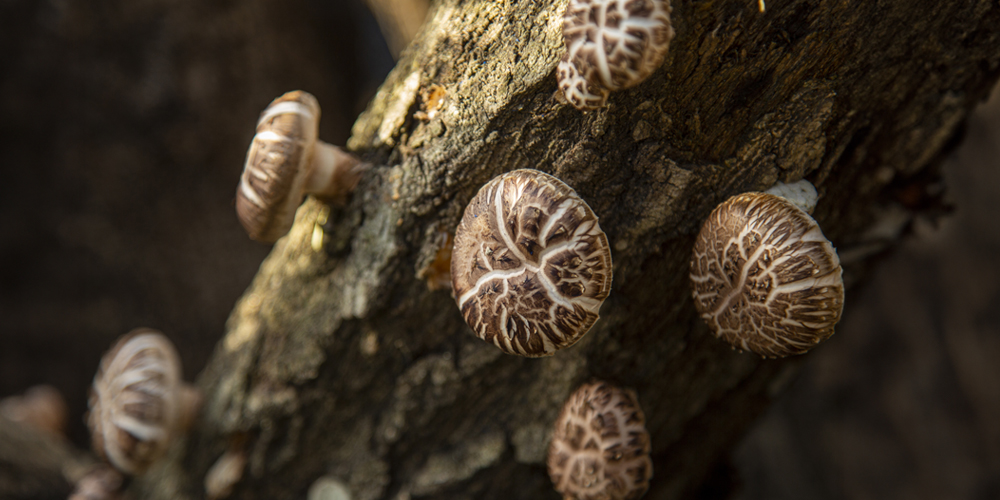 나무에서 재배 중인 버섯